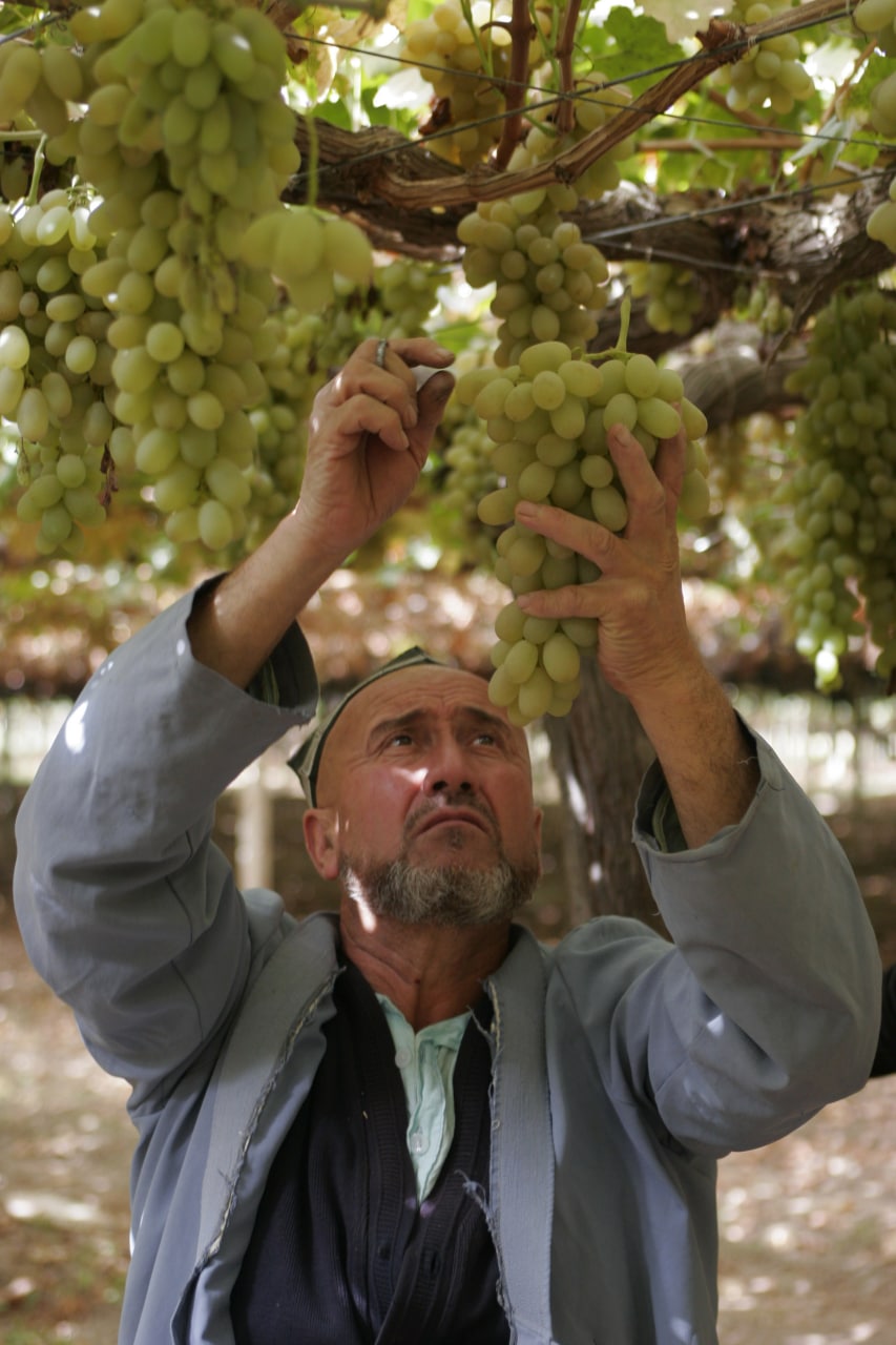 Почему таджикский виноград начал проигрывать конкуренцию на мировом рынке?